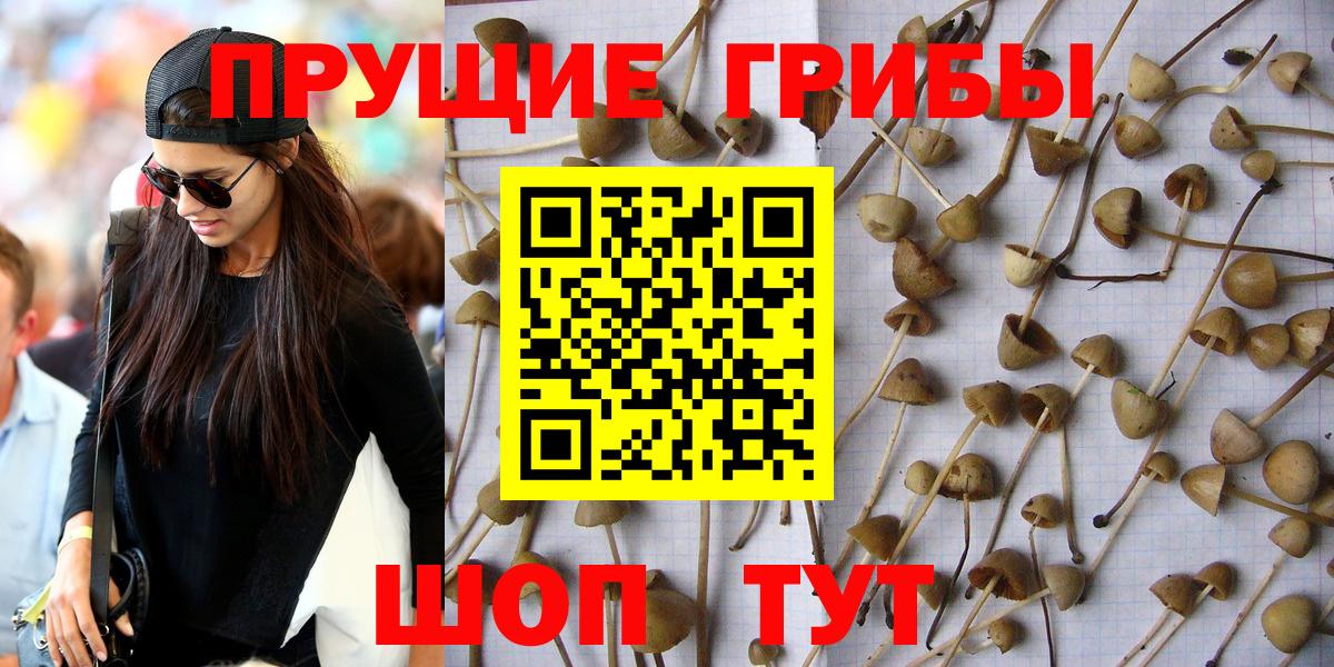 Осинники  Галлюциногенные грибы Cubensis  дарнет шоп  Вход с VPN 